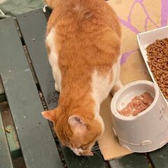 迷子猫探されてませんか？？　蓮の池公園　光明寺付近に来るようになりました。【4月13日(日曜日)　🌟久留米市野中町のログハウス🌟譲渡会🌟】 − 福岡県