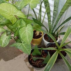 5鉢セットです