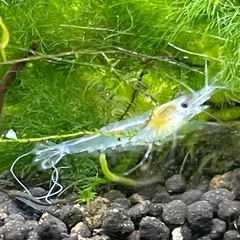 シュリンプ&カバクチカノコ貝の画像