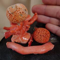 縁起のいいサンゴ 宝石珊瑚