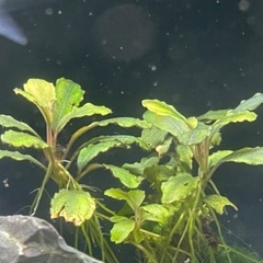 【価格変更】ブセファランドラsp.の画像