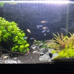 【価格変更】ブセファランドラsp.の画像