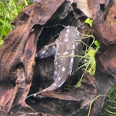 スポットトーキングキャット(1匹)の画像