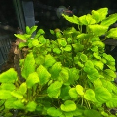 アヌビアスナナ の画像