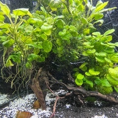 アヌビアスナナ の画像