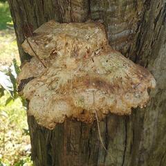 これが【サルノコシカケ】  しかも、まだ【出来立て】♦三年間の観...