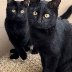 黒猫兄弟🐈‍⬛の画像