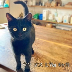 黒猫兄弟🐈‍⬛ − 岡山県