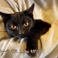 黒猫兄弟🐈‍⬛ - 猫