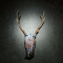 キレイな鹿の角　頭蓋骨　ニホンジカ🦌の画像