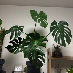 【今週末価格】モンステラ　観葉植物　　の画像