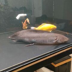 アンフィビウス