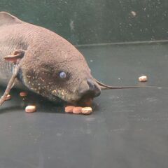 アンフィビウス