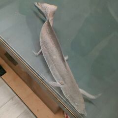 アンフィビウス