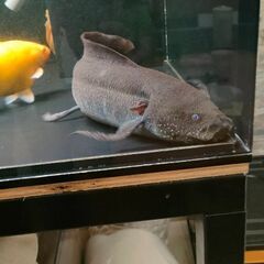 アンフィビウス