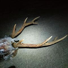 キレイな鹿の角　頭蓋骨　ニホンジカ🦌の画像