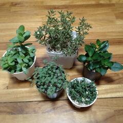 決まりました　※取引中※　多肉植物　フンベルティ　天狗の舞　カラ...