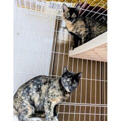 べっ甲柄☆可愛らしい姉妹☆譲渡会に出ます♪