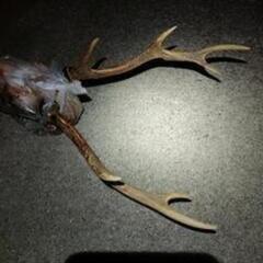 キレイな鹿の角　頭蓋骨　ニホンジカ🦌の画像