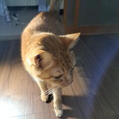 猫ちゃんが💓♥❤大好きな長く続けられるお友達が欲しいです。
