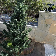 美品　クリスマスツリー　箱あり　180サイズの画像