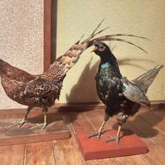 キジ つがい 剥製