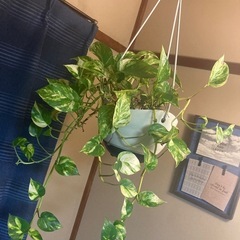 ポトス/観葉植物