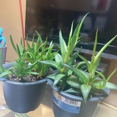 観葉植物