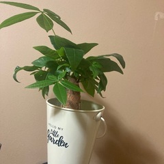 観葉植物