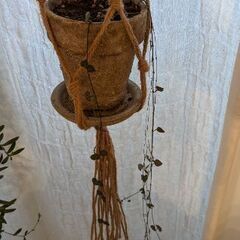 観葉植物　ハートカズラ