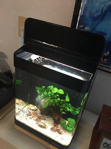 新品未使用品！インテリア水槽　ルームメイト901　７月１８日までの限定販売！ 2025年最新】ルームメイト901の人気アイテム - メルカリ