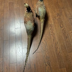 キジ 剥製2羽の画像