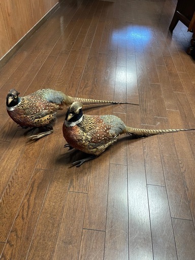 キジ 剥製2羽