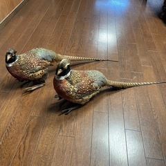 キジ 剥製2羽の画像