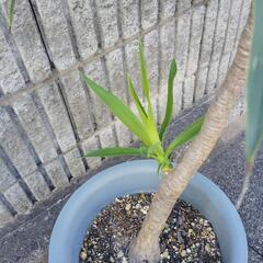 観葉植物  青年の木の画像