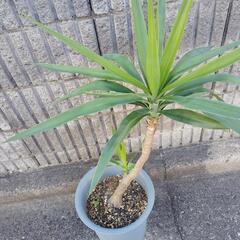 観葉植物  青年の木の画像