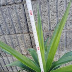 観葉植物  青年の木の画像