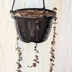 観葉植物　ハートカズラ【引っ越しの為…早めにお取引出来る方歓迎です】