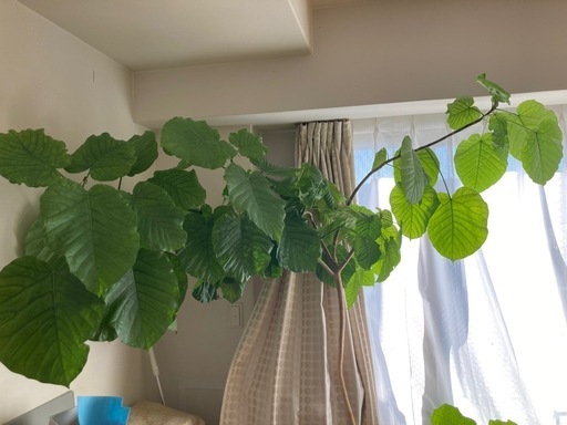 フィカス　ウンベラータ　観葉植物