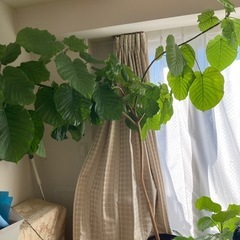 フィカス　ウンベラータ　観葉植物の画像