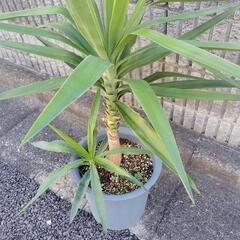 観葉植物『青年の木』の画像