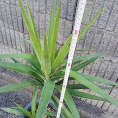 観葉植物『青年の木』の画像