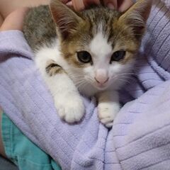 3〜4ヶ月の子猫（オス）です
