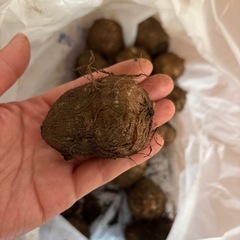 【お渡しの方決まりました】里芋　 の画像