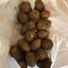 【お渡しの方決まりました】里芋　 の画像