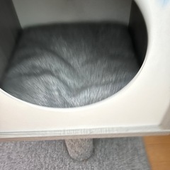 猫タワー　木製　おしゃれ　猫用おもちゃの画像