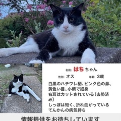 迷い猫　捜索