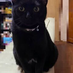 黒猫のメス