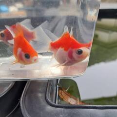 人吉のメダカ屋さん金魚販売 金魚
