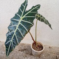 観葉植物　アロカシア・アマゾニカ